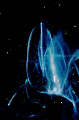   Illouminous Gellyfish night dive Alternatives. Alternatives  